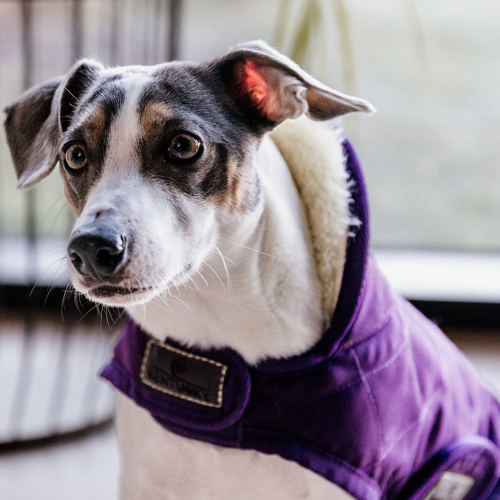 Kentucky Dogwear Dog Coat - Purple  Equiport Equestrian