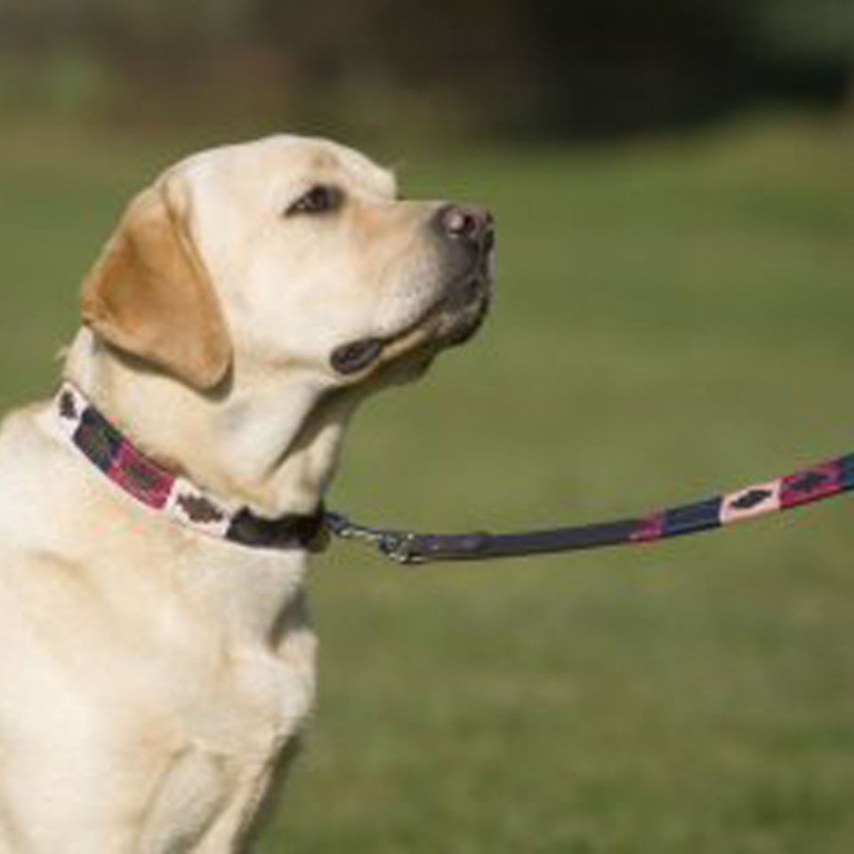 Pioneros Argentinian Pampa Dog Lead