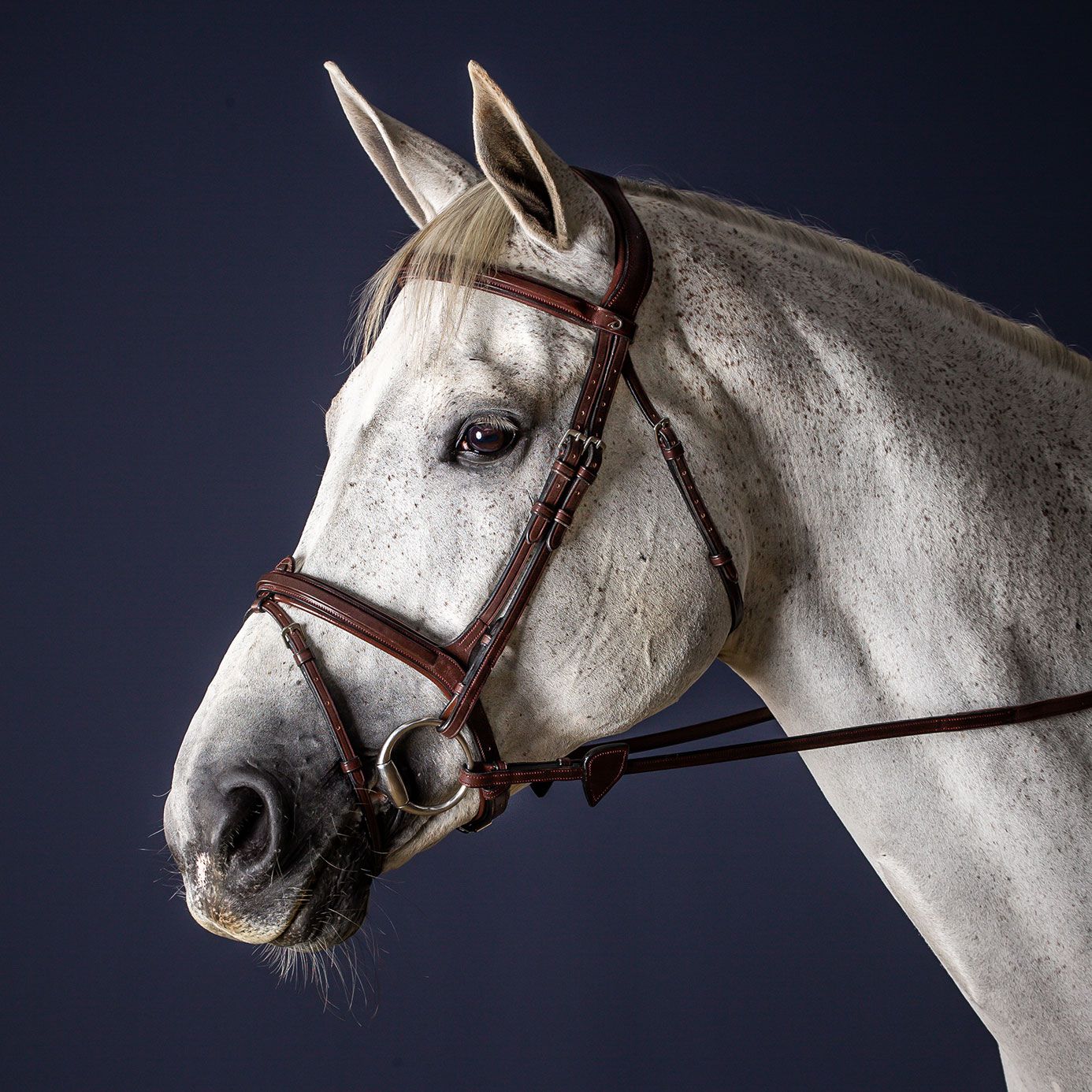 Neuf ! SANGLE DE NEZ FLASH CUIR HORZE taille épi ou cheval Neuf ! SANGLE DE NEZ FLASH CUIR HORZE taille épi ou cheval