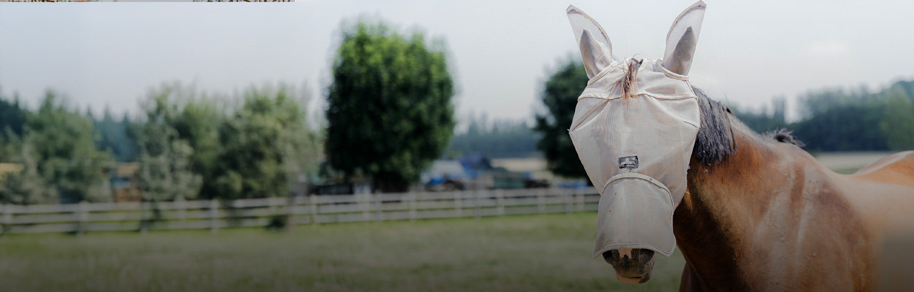 Horse wearing a fly mask in a field with trees and a fence.