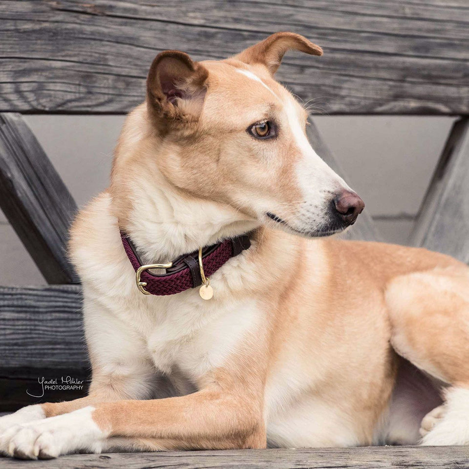 Kentucky Dogwear Plaited Nylon Dog Collar - Bordeaux