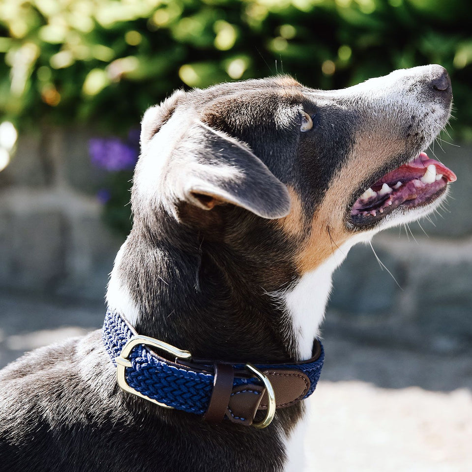 Kentucky Dogwear Plaited Nylon Dog Collar - Navy