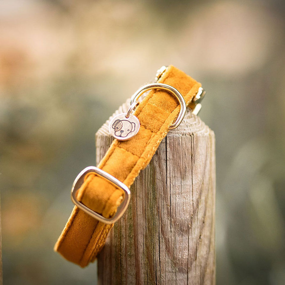 Kentucky Dogwear Velvet Dog Collar - Mustard