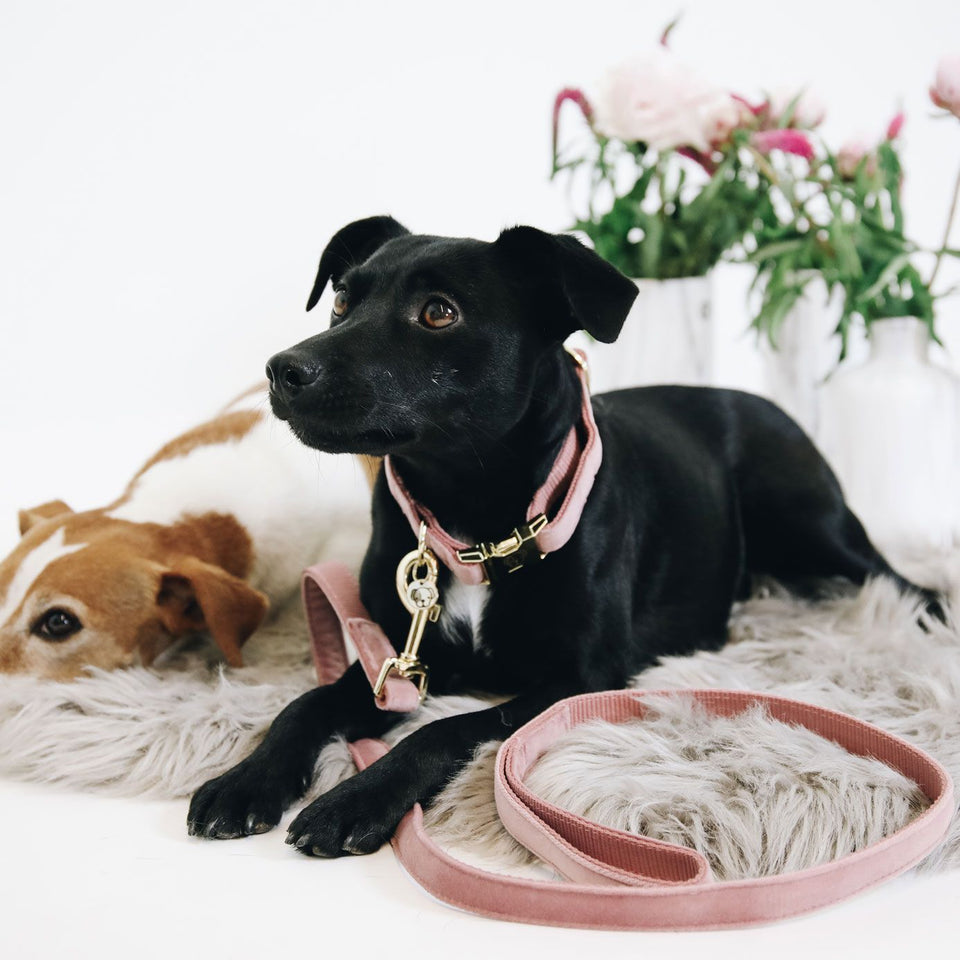 Kentucky Dogwear Velvet Dog Lead - Old Rose