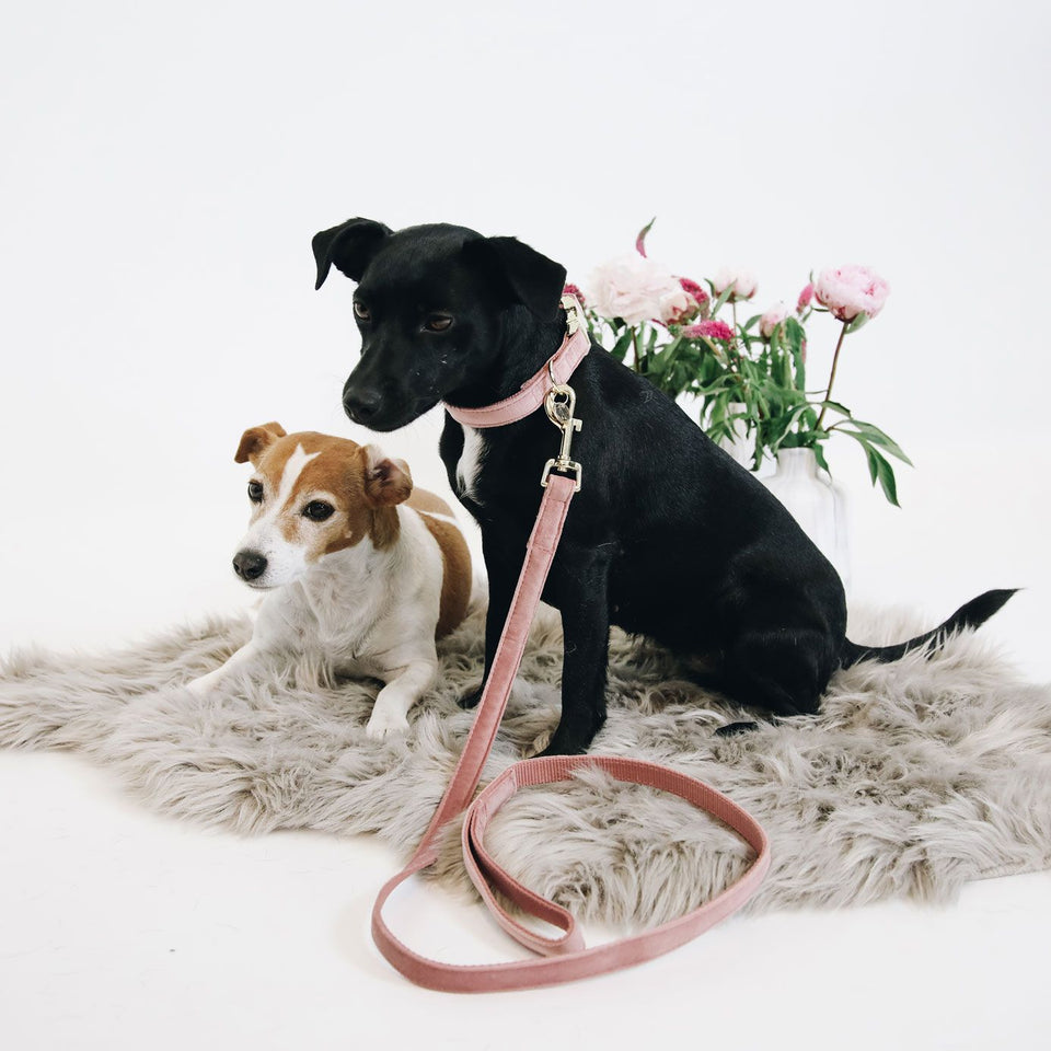 Kentucky Dogwear Velvet Dog Lead - Old Rose