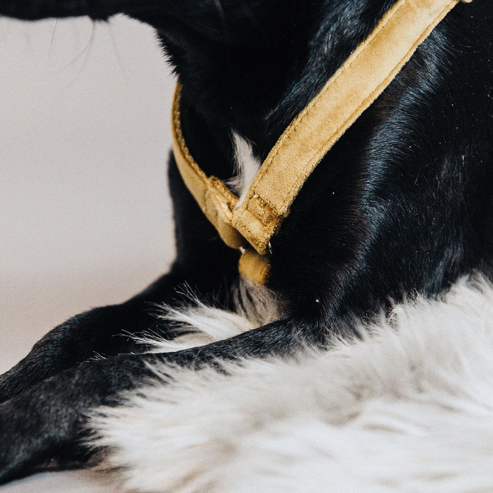 Kentucky Dogwear Velvet Dog Harness Loop - Mustard