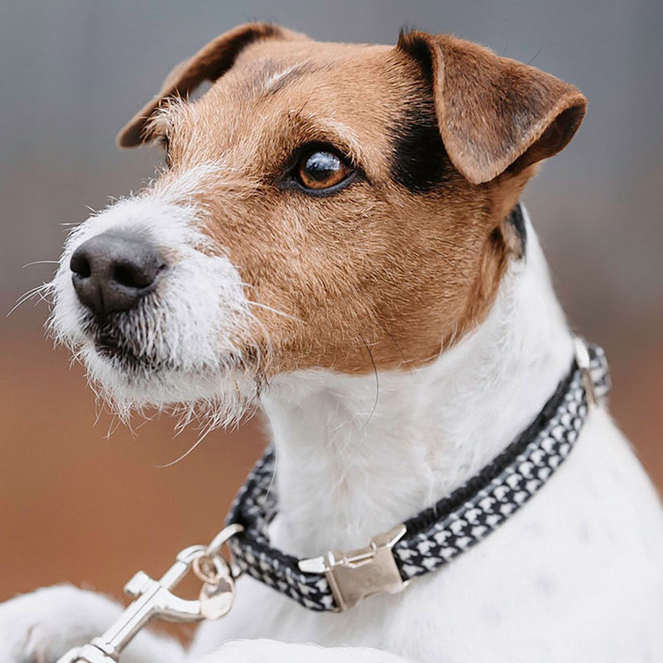 Kentucky Dogwear Pied-de-Poule Dog Collar - Black
