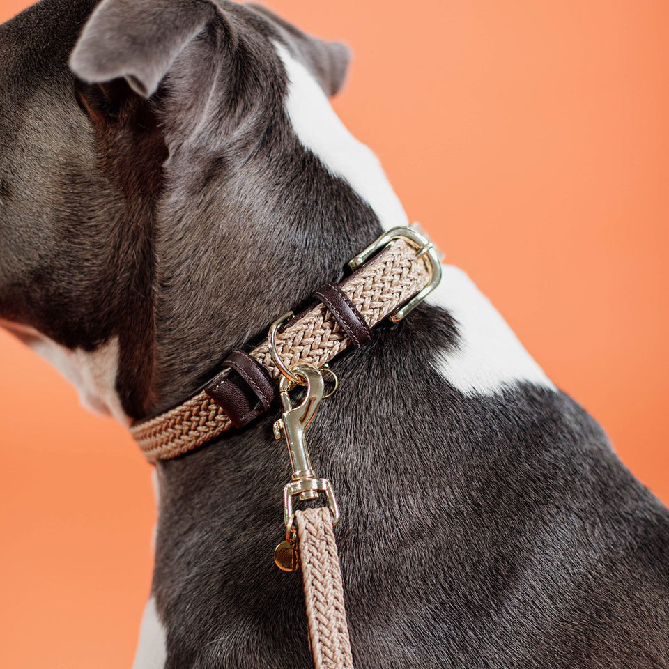 Kentucky Dogwear Plaited Nylon Dog Collar - Beige