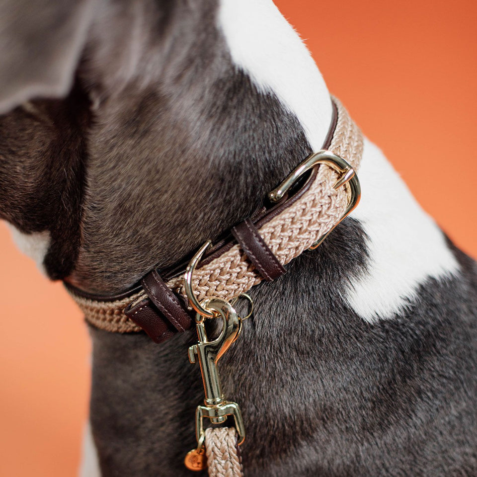 Kentucky Dogwear Plaited Nylon Dog Collar - Beige