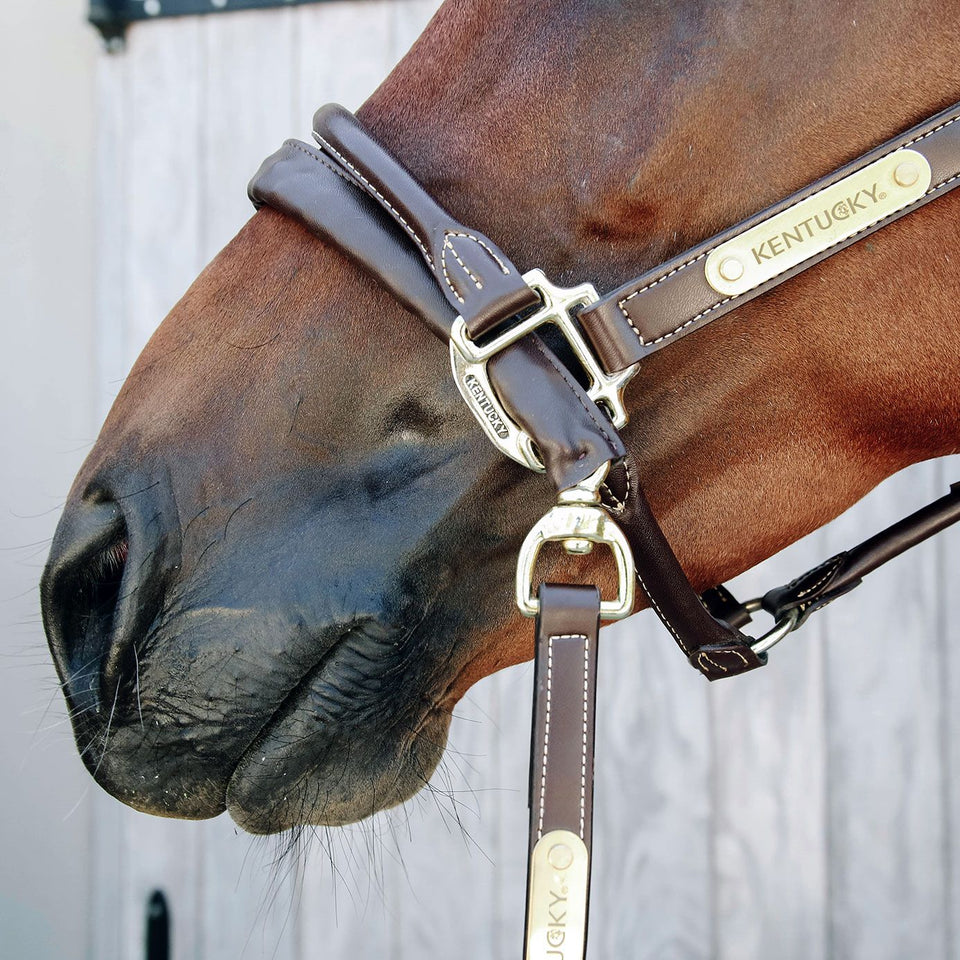 Kentucky Horsewear Leather Covered Lead Chain - Brown