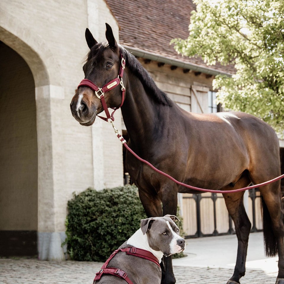 Kentucky Horsewear Lead Rope - Bordeaux