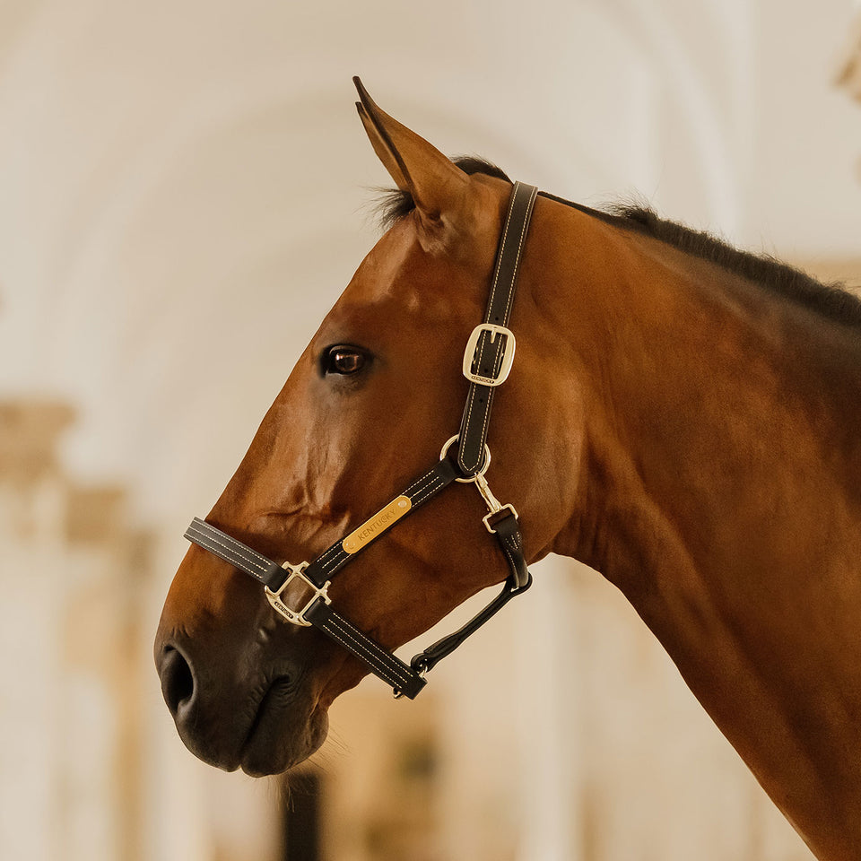 Kentucky Horsewear Wellington Leather Headcollar - Black