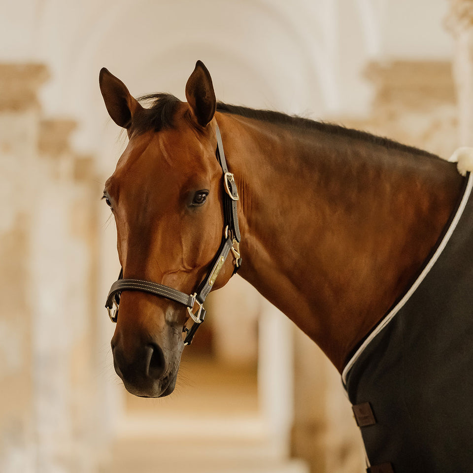 Kentucky Horsewear Wellington Leather Headcollar - Black