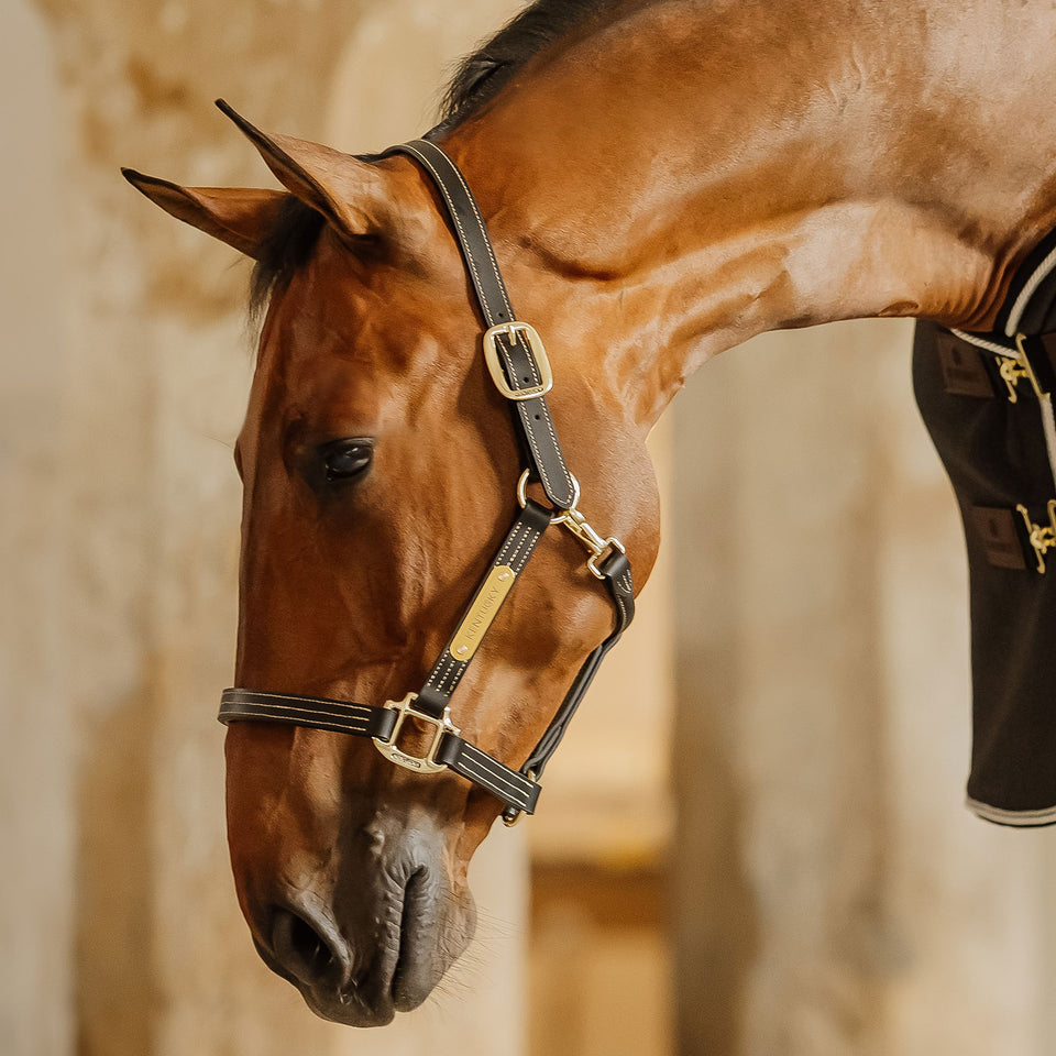 Kentucky Horsewear Wellington Leather Headcollar - Black