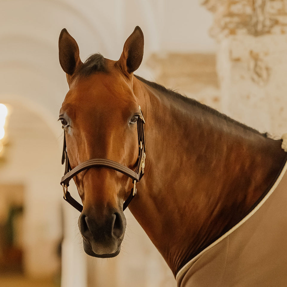 Kentucky Horsewear Wellington Leather Headcollar - Brown