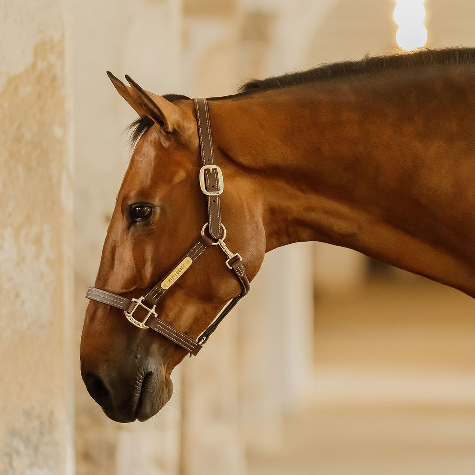 Kentucky Horsewear Wellington Leather Headcollar - Brown