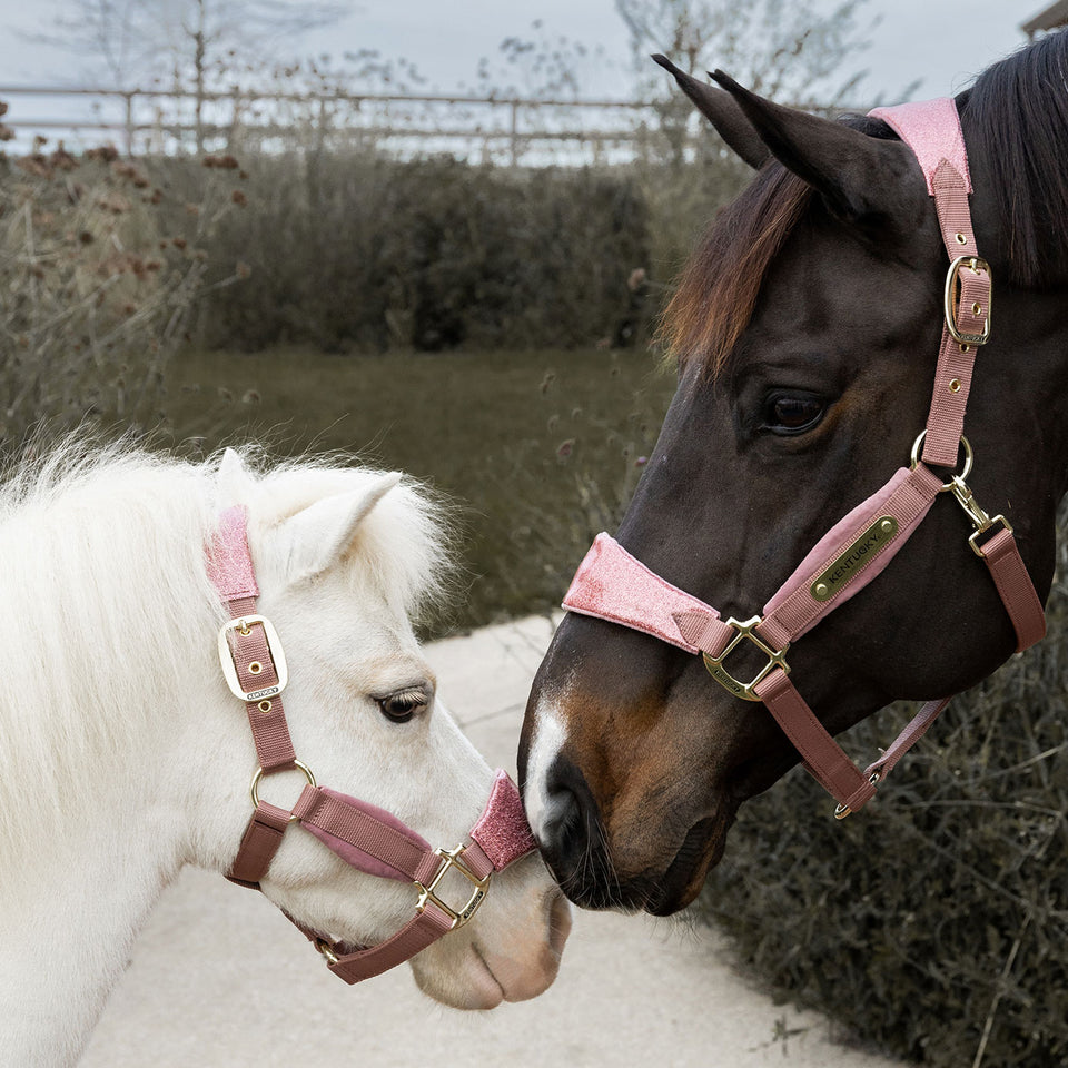 Kentucky Horsewear Velvet Headcollar Unicorn Glitter - Old Rose
