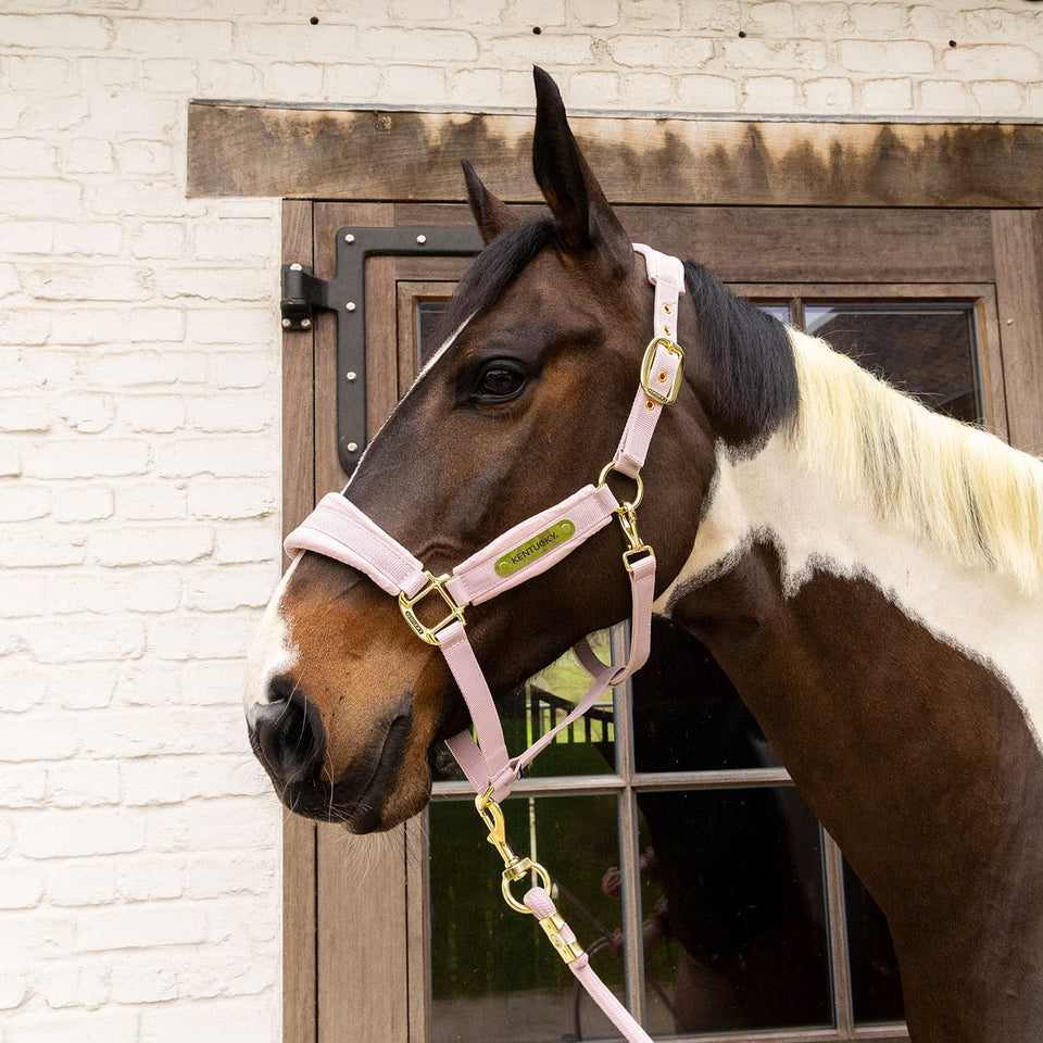 Kentucky Horsewear Velvet Headcollar - Soft Rose