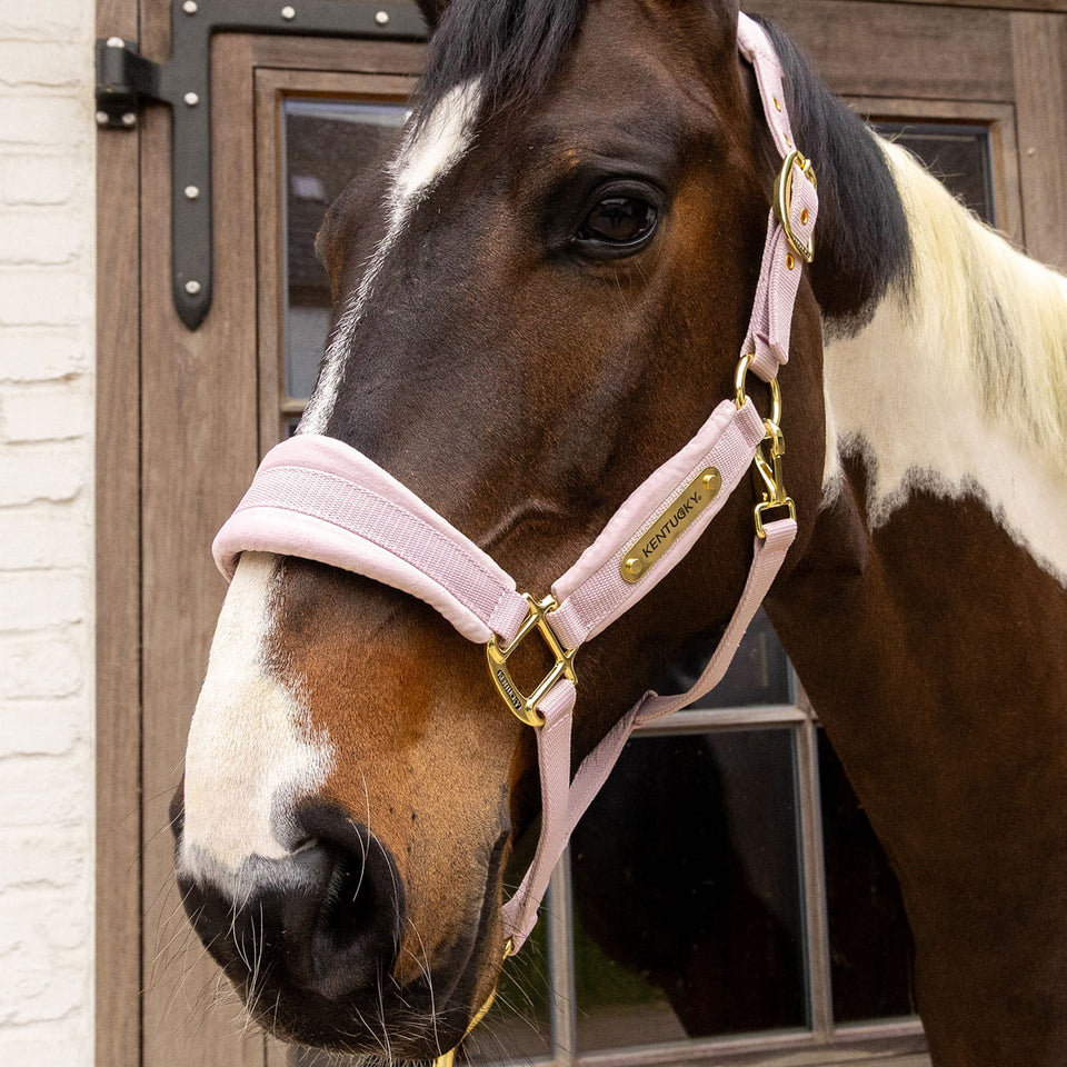 Kentucky Horsewear Velvet Headcollar - Soft Rose