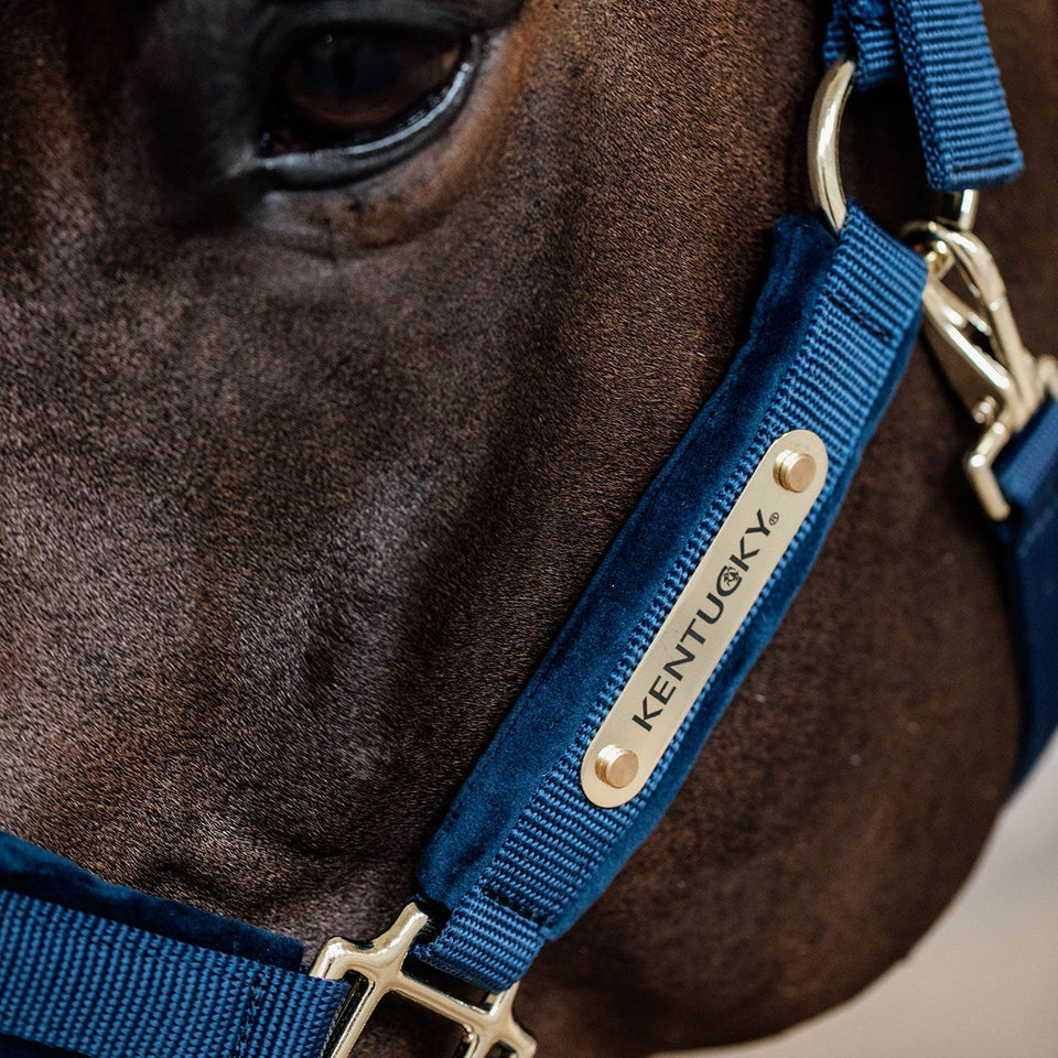 Kentucky Horsewear Velvet Headcollar - Navy
