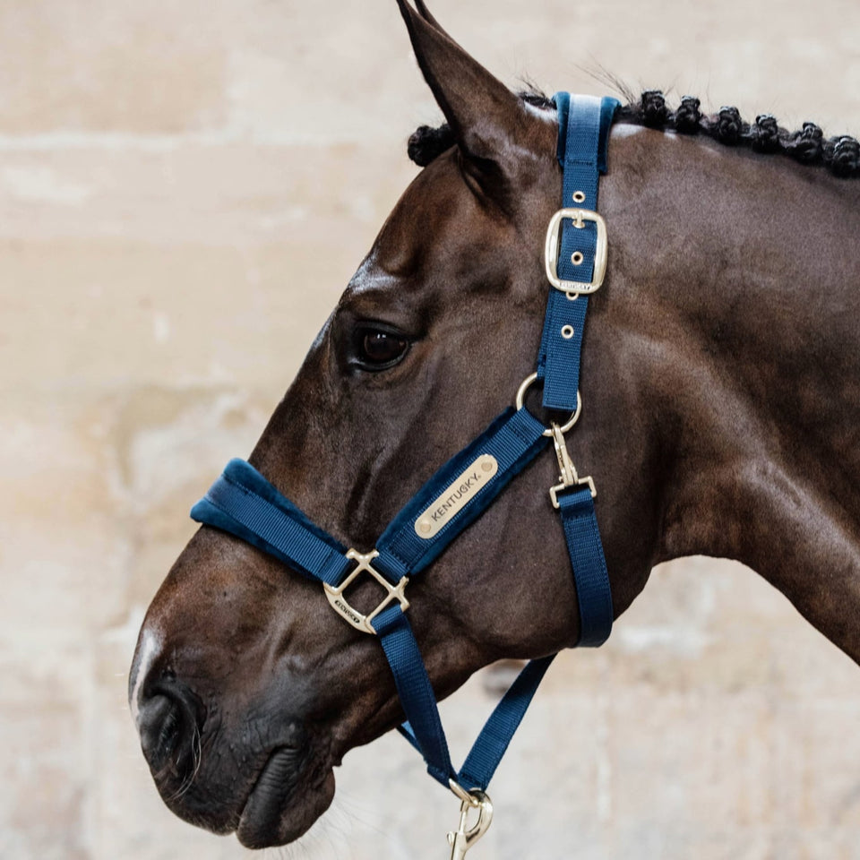 Kentucky Horsewear Velvet Headcollar - Navy