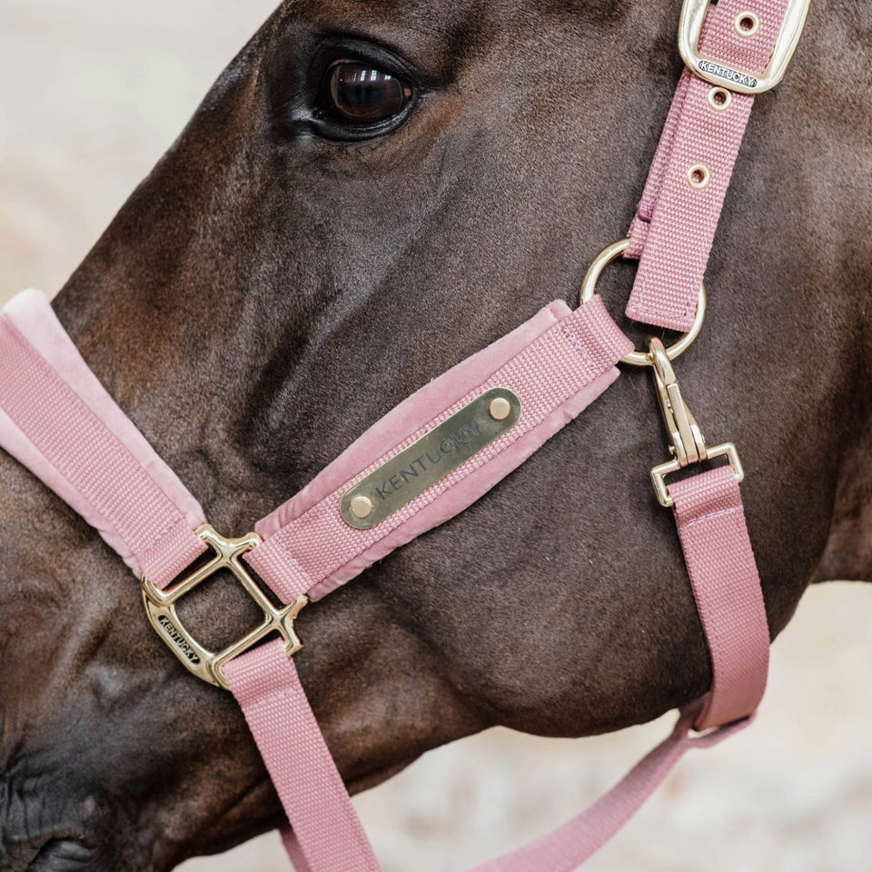 Kentucky Horsewear Velvet Headcollar - Old Rose