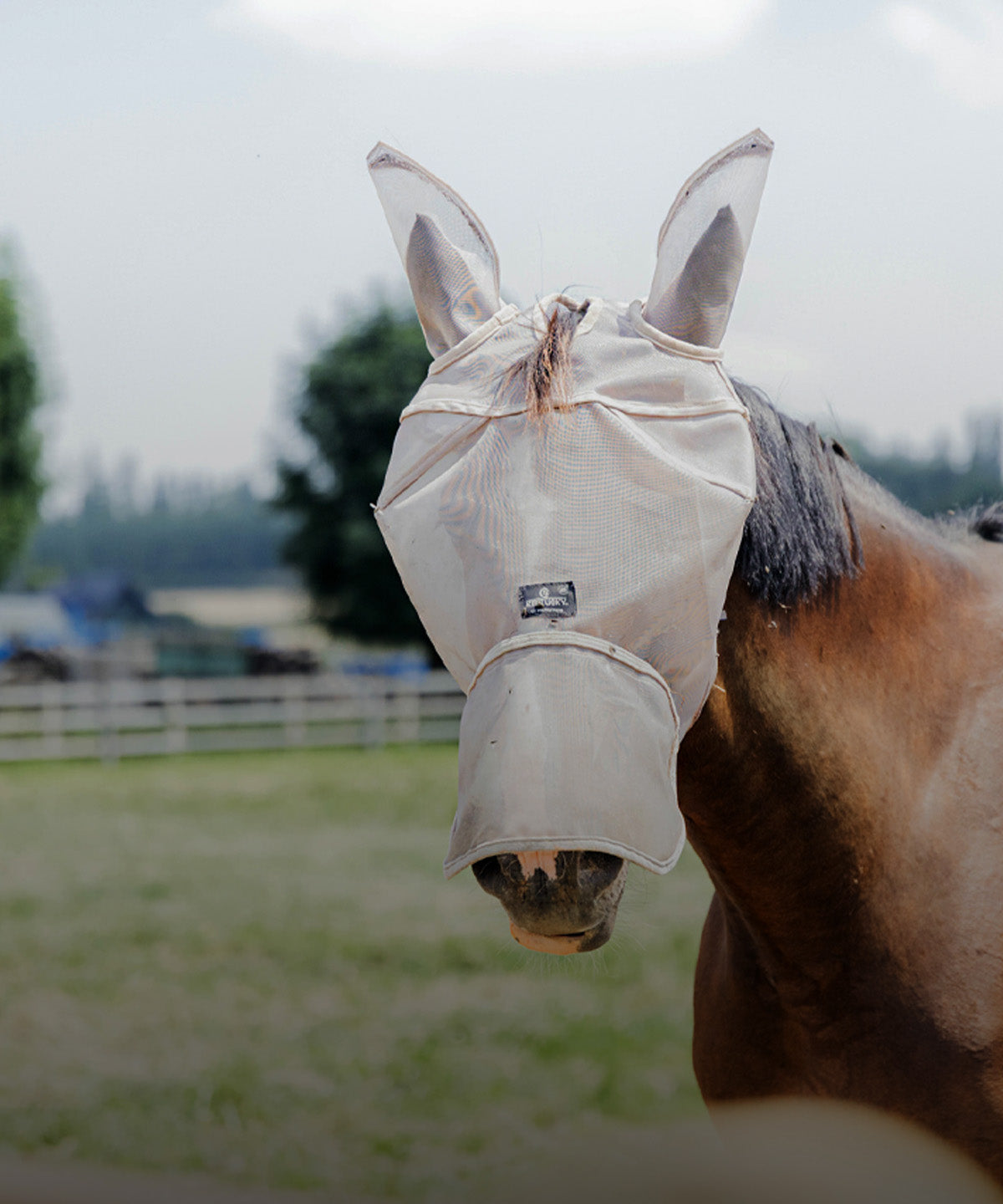 Horse wearing a fly mask in an field