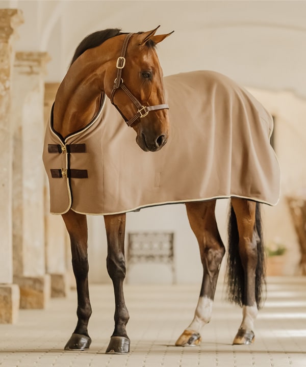 Buy horse supplies hotsell